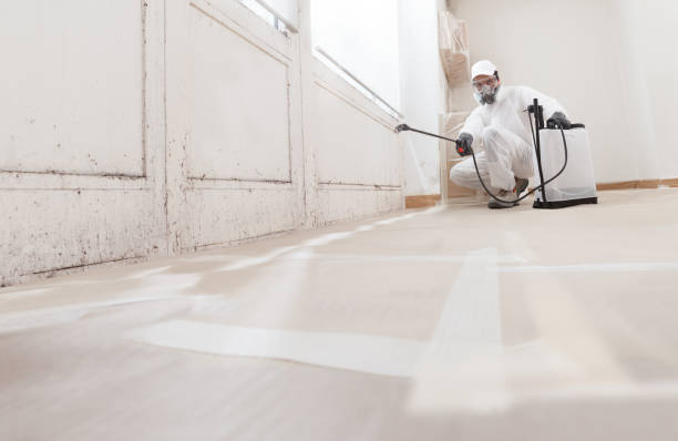 24/7 Emergency Black Mold Remediation experts in Portage, MI