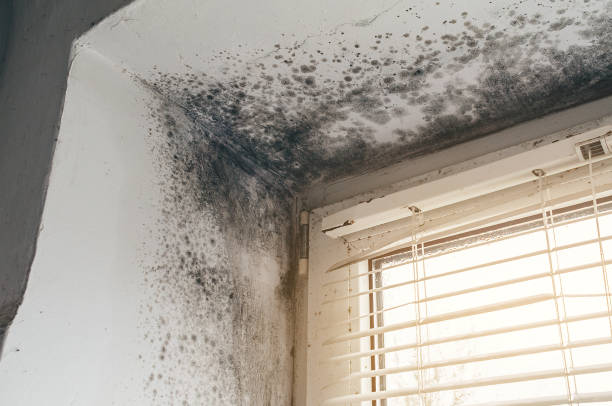 Affordable Black Mold Remediation solutions in Portage, MI